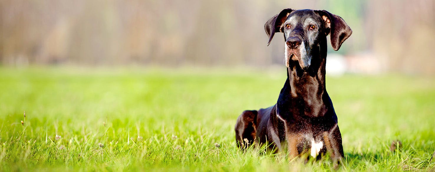 Dog Names Ending In Son Popular Male And Female Names Wag 